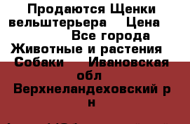 Продаются Щенки вельштерьера  › Цена ­ 27 000 - Все города Животные и растения » Собаки   . Ивановская обл.,Верхнеландеховский р-н